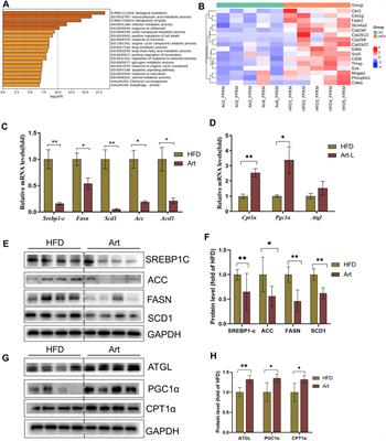 Artemether Ameliorates Non-Alcoholic Steatohepatitis by Repressing Lipogenesis, Inflammation, and Fibrosis in Mice